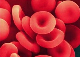 rode_bloedcellen_bmp.jpg